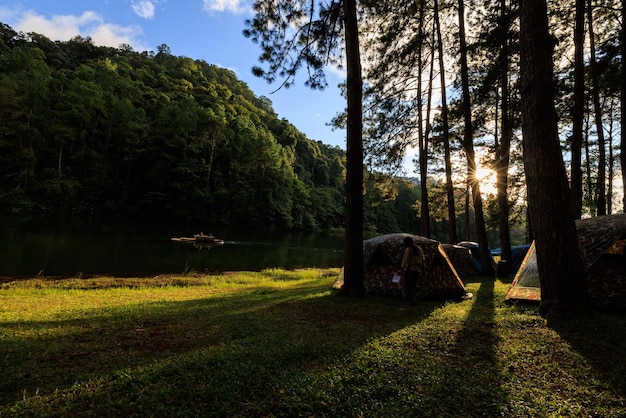 Fair light from the sun and shadow of the pine trees