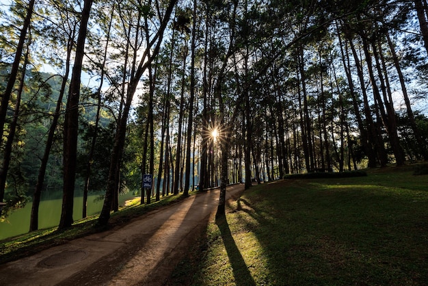 Fair light from the sun and shadow of the pine trees