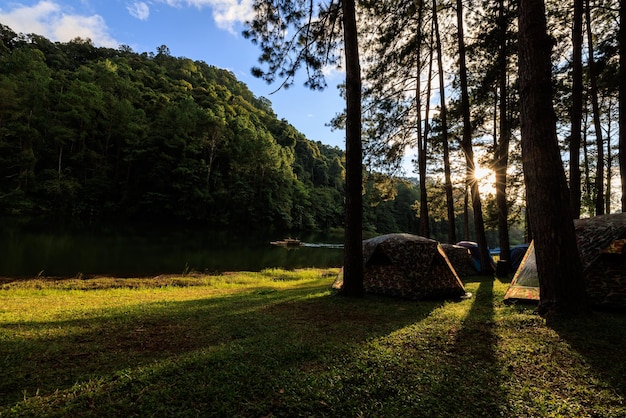 Fair light from the sun and shadow of the pine trees