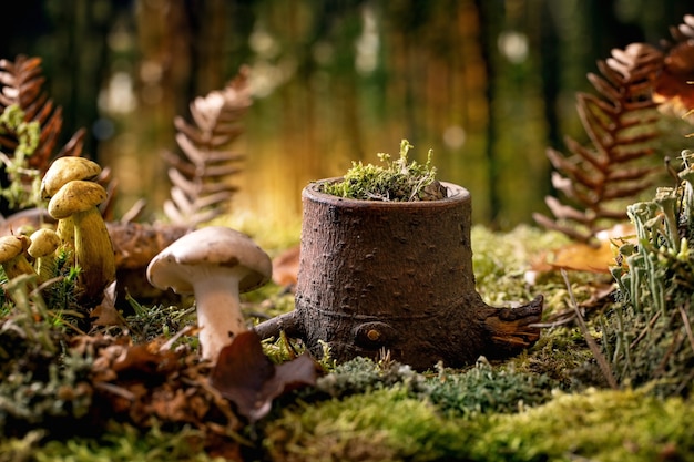 Fairy tale ambiance magical autumn forest background. Wooden stump as display podium for natural eco products. Autumn leaves, moss, wild mushrooms, snail shell. Eco advertising concept