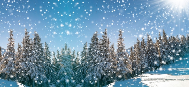 Fairy tale winter landscape. Pine trees with snow and frost on mountain slope lit by bright sun rays on blue sky and falling snowflakes copy space background. Happy New Year and merry Christmas card.