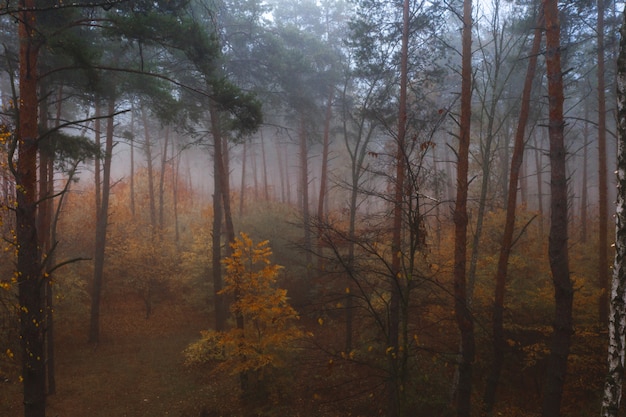 Fairytale Foggy Autumn Deciduous Forest. Beautiful colorful dense forest