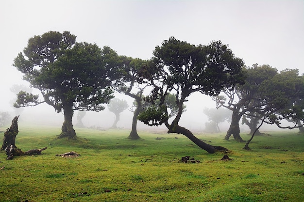 Fairytale forest on the island of Madeira Trees in the fog Beautiful view