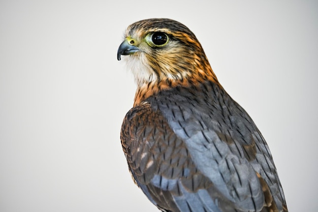 Falco columbarius or merlin is a species of falconiform bird in the Falconidae family