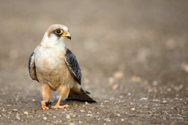 Falcon with prey