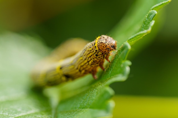 Fall armyworm spodoptera frugiperda on a green leaf selective focus image extreme close up view