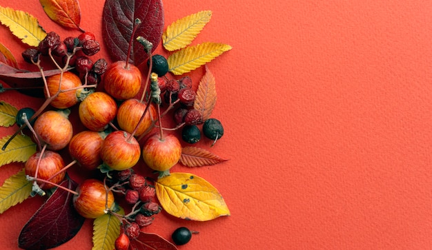 Fall background. Fall leaves on a red background