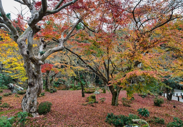 Fall colors at Enkoji temple in Kyoto Japan