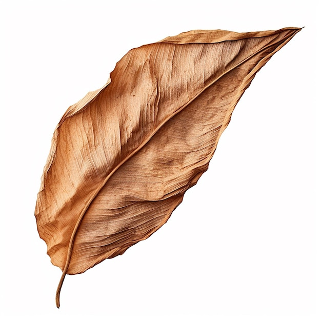 Fall Concept Dry Autumn Leaves