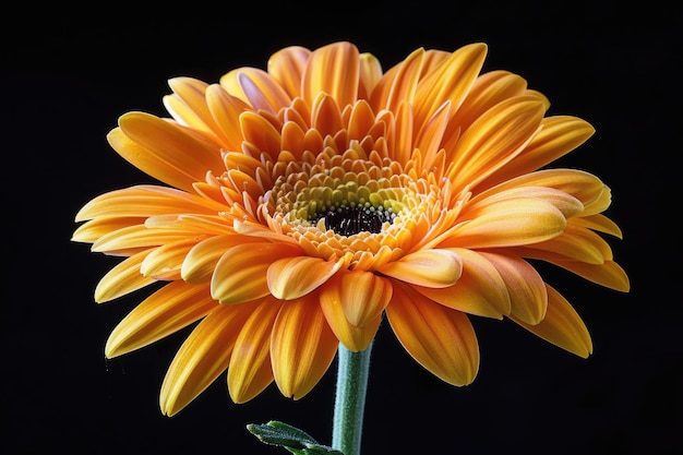 Fall Flower Orange and Yellow Chrysanthemum Isolated on Nature Background