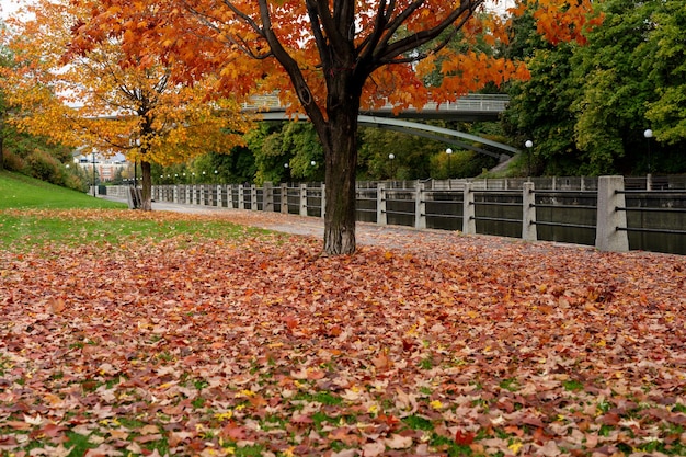 Fall foliage in Ottawa Ontario Canada Rideau Canal Eastern Pathway autumn red leaves scenery