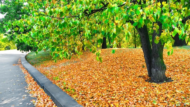 Fall foliage and trees in autumn park