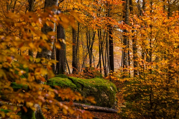 Fall forest with colourful foliage.