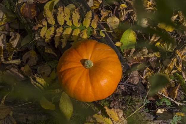 Fall harvest pumpkin on a green grass outdoors. Autumn composition. Thanksgiving day