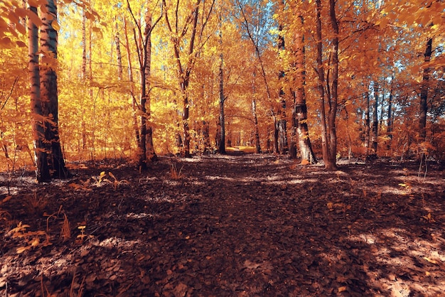 fall landscape background beautiful yellow forest autumn season nature fall