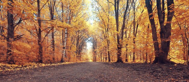 fall landscape background beautiful yellow forest autumn season nature fall