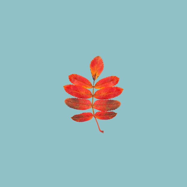 Fall leaf on blue background Colorful rowan leaves autumn card