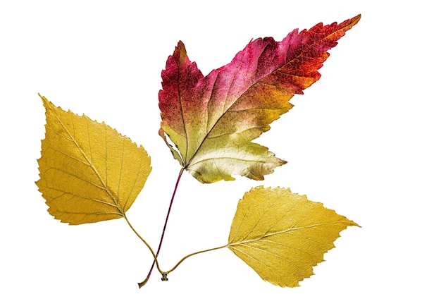 Fall leaf isolated on white background