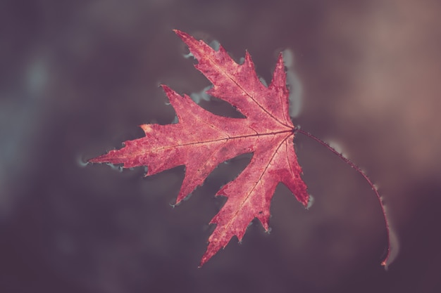 Fall leaf red maple lies on the surface water. The concept of autumn