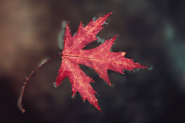 Fall leaf red maple lies on the surface water. 