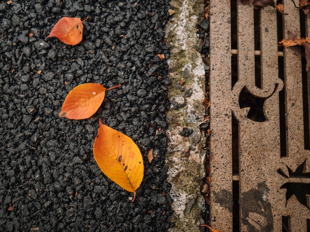 Fall leaves on concrete in park