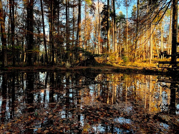 Fall leaves and lake