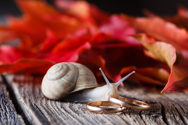 Fall on leaves on weathered table with wedding rings and snail