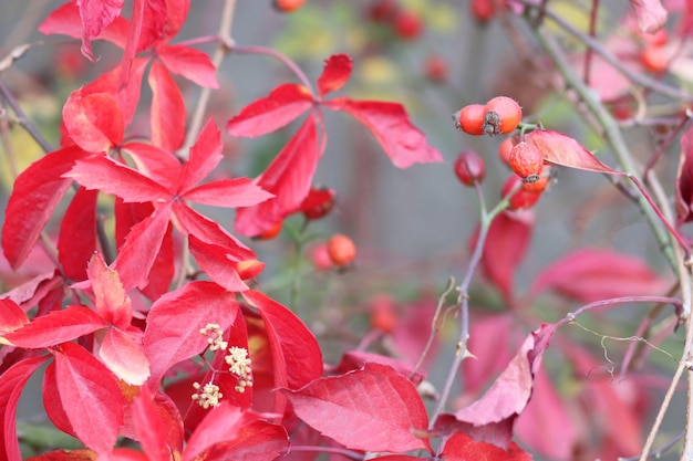 Fall leaves