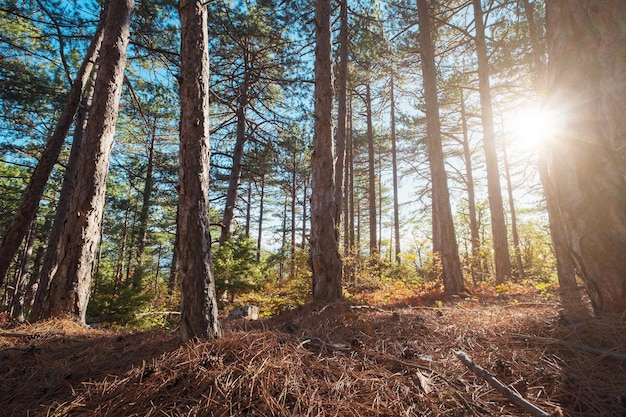 Fall season in forest