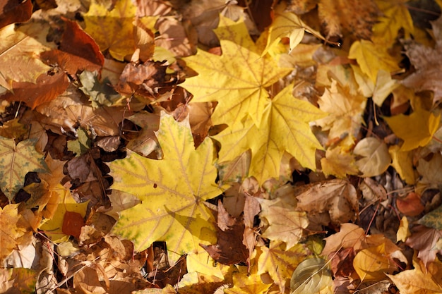 Fall season maple leaves on ground Colorful autumn background