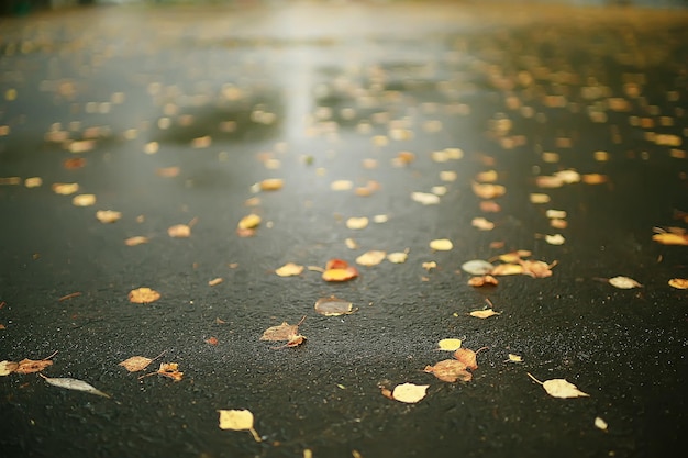 fall wet leaves background / autumn background, yellow leaves fallen from the trees, fall of the leaves, autumn park