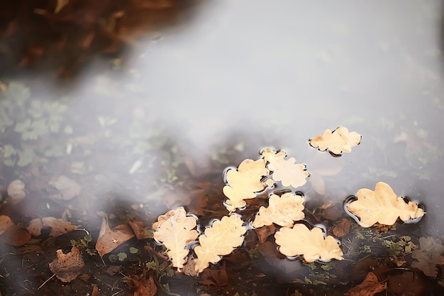 fall wet leaves background / autumn background, yellow leaves fallen from the trees, fall of the leaves, autumn park