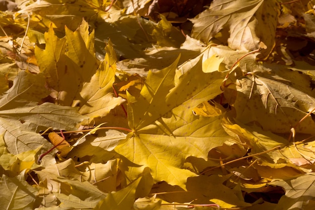 Fall yellow leaves on the ground in autumn park