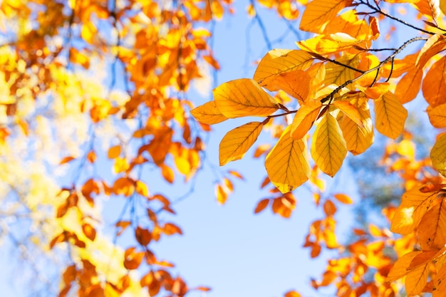 Fall yellow leaves on the sunny sky background