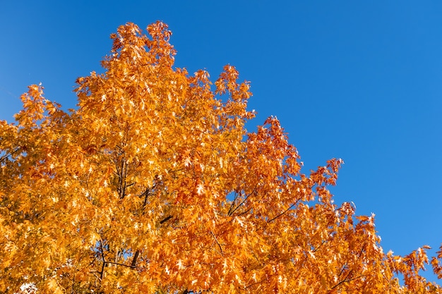 Fall yellow orange maple tree top on blue sky background in sunny day natural vivid autumn mood