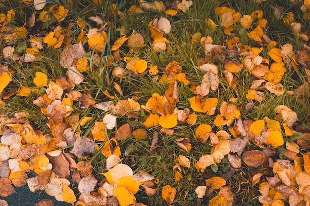 Fallen autumn leaves as background