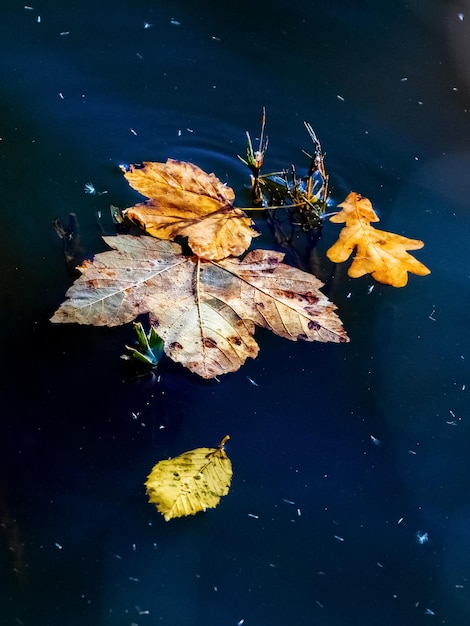 Fallen autumn leaves on the dark autumn water of the river