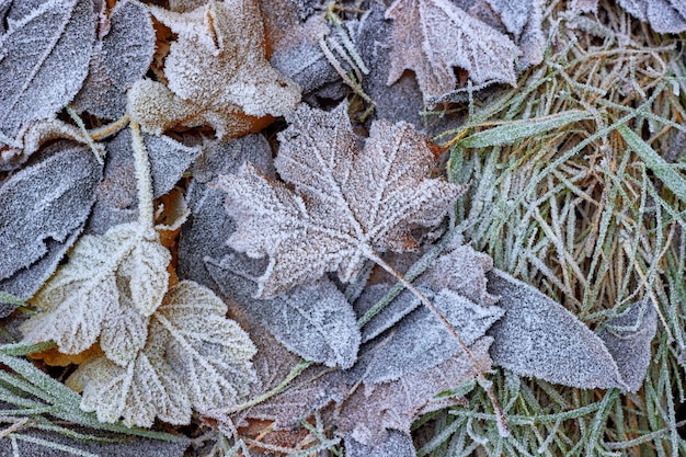 Fallen autumn leaves on the grass covered with hoarfrost. Hello winter