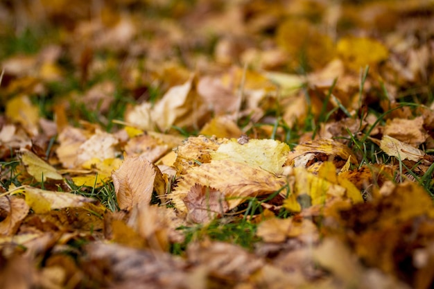 Fallen autumn leaves on the grass in the forest