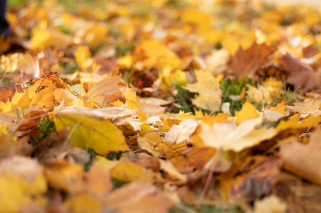 fallen autumn leaves on grass in sunny morning light, toned photo