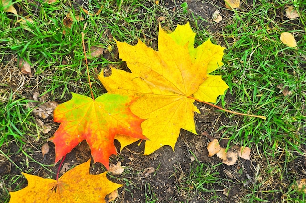 Fallen autumn leaves on the ground