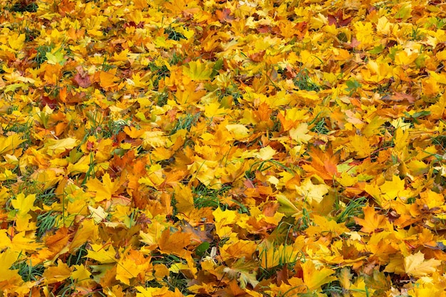 Fallen autumn maple leaves on green grass fullframe background at cloudy day