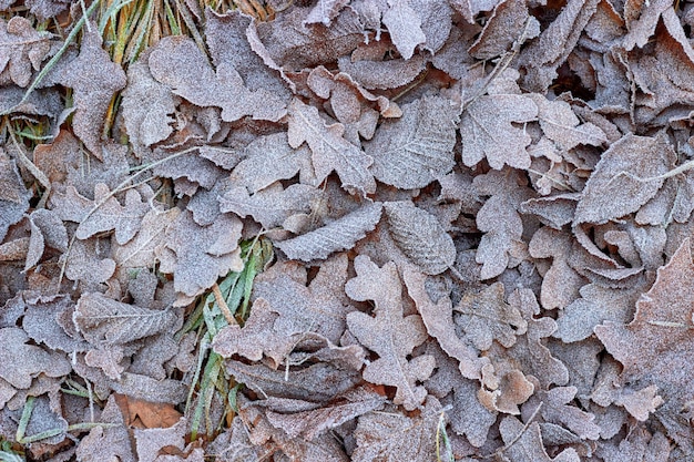 Fallen autumn oak leaves on the grass covered with hoarfrost. Hello autumn