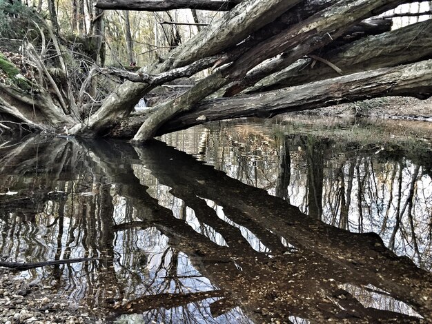 Fallen bare tree in stream