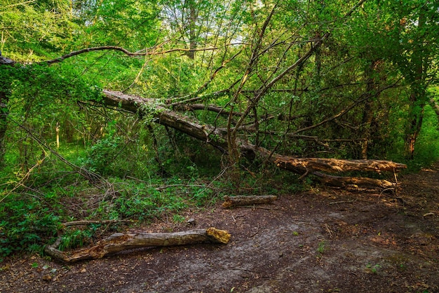 Fallen big tree in the green forest