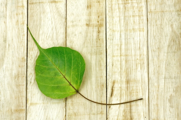 Fallen Bodhi leaf on wood background