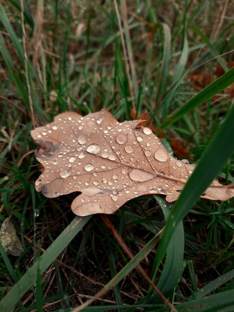 Fallen brown leaf with water drops in green grass