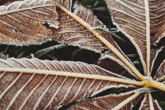 Fallen chestnut tree leaves covered with frost lie on the frozen grass