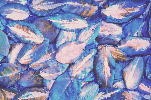 Fallen colorful leaves nature background Blue filter