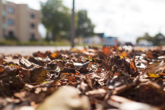 Fallen dry leaves in autumn day at sunny weather